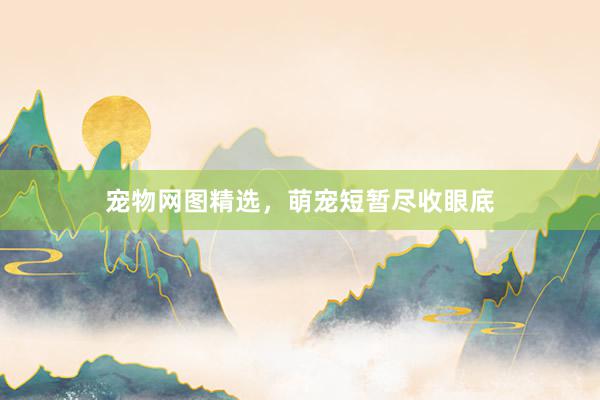 宠物网图精选，萌宠短暂尽收眼底