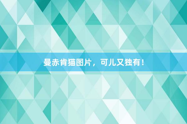 曼赤肯猫图片，可儿又独有！